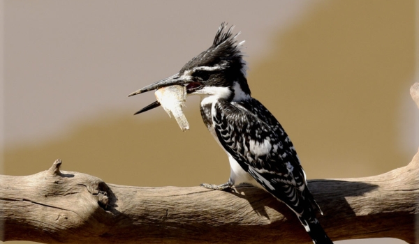 Pied Kingfisher – female