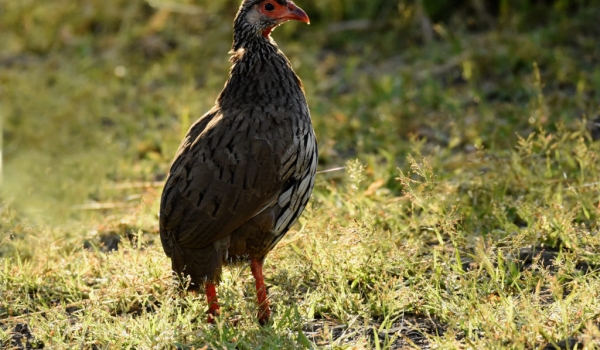 Red-necked Spurfowl – female – no sharp leg spurs