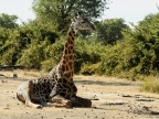 Rhodesian Giraffe – male, because the tops of the horns are almost bald