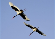 Saddle-billed Storks – couple