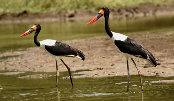Saddle-billed Storks tend to pair for life – female on the left side