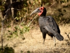 Southern Ground Hornbill-male