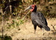 Southern Ground Hornbill-male