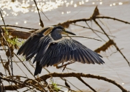Striated Heron