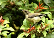 Variable Sunbird – female