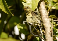 Variable Sunbird – female juvenile