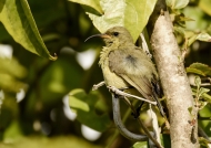 Variable Sunbird – female juvenile