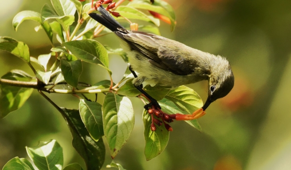 Variable Sunbird – female