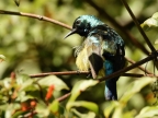 Variable Sunbird – male (transition from eclipse plumage)