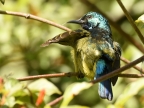Variable Sunbird – male (transition from eclipse plumage)