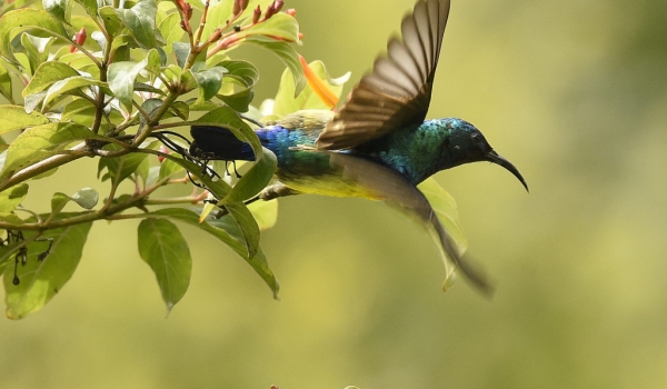 Variable Sunbird – male