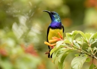 Variable Sunbird – male