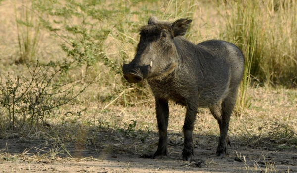 Common Warthog – young