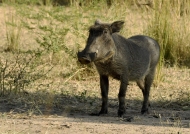 Common Warthog – young