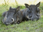 Common Warthogs – female (on the left) and a young male