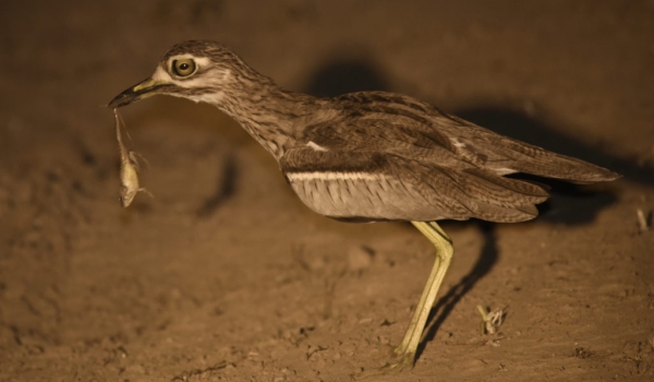 Water Thick-knee with a frog