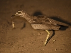 Water Thick-knee with a frog