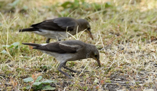 Wattled Starling – female