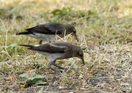 Wattled Starling – female