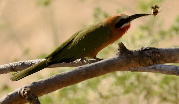 White-fronted Bee-eater with a Clearwing Moth catch