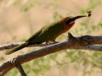 White-fronted Bee-eater with….