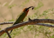 White-fronted Bee-eater with a Clearwing Moth catch