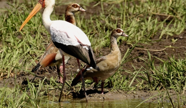Yellow-billed Stork and Egyptian Geese