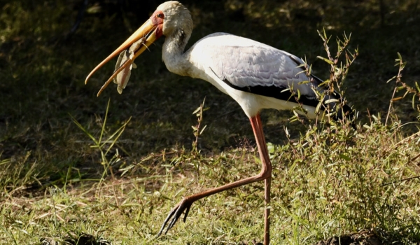 Yellow-billed Stork eating catfish