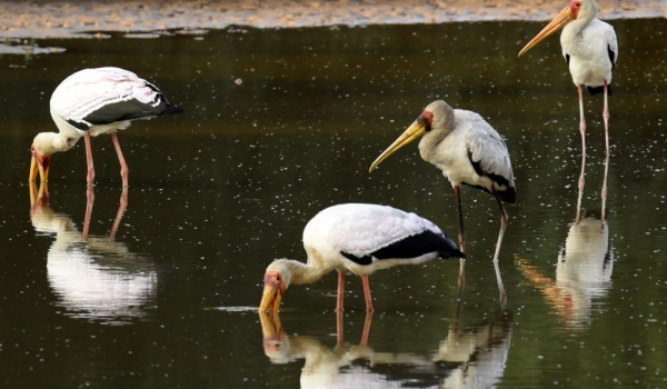 Yellow-billed Storks fishing