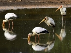 Yellow-billed Storks fishing