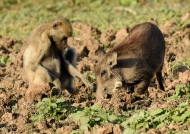 Interaction between a Common Warthog and a Yellow Baboon.