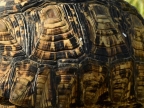 Leopard Tortoise – female – shell