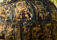 Leopard Tortoise – female – shell