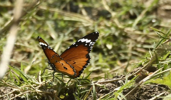 African Monarch – male