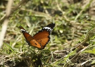 African Monarch – male