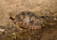 Leopard Tortoise – female