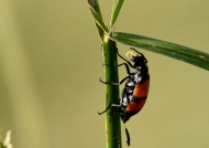 Red Blister Beetle (Hycleus tettensis)