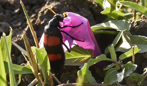 Red Blister Beetle (Hycleus tettensis)