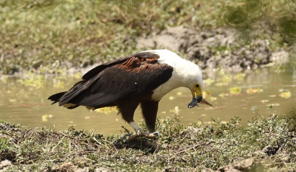 African Fish Eagle took a Catfish to a Stork