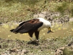 African Fish Eagle took a Catfish to a Stork
