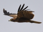 African Harrier-hawk – juvenile