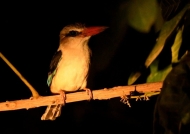 Brown-hooded Kingfisher, sleeping at night, locks on the muscles of his toes and cannot fall