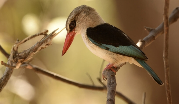 Brown-hooded Kingfisher – male