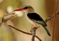 Brown-hooded Kingfisher – male