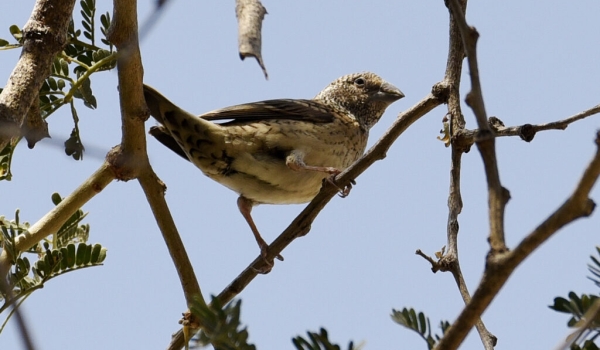 Cut-throat Finch – female
