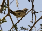 Cut-throat Finch – female