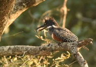 Female Giant Kingfisher has a fish to eat….