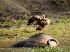 Hooded Vulture on Buffalo carcass
