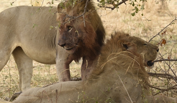2 Male Lions