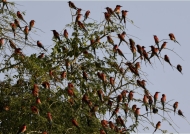 A flock of Southern Carmine Bee-eaters